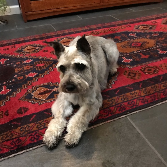 Meet your Posher, Audrey - Picture 4 of 13